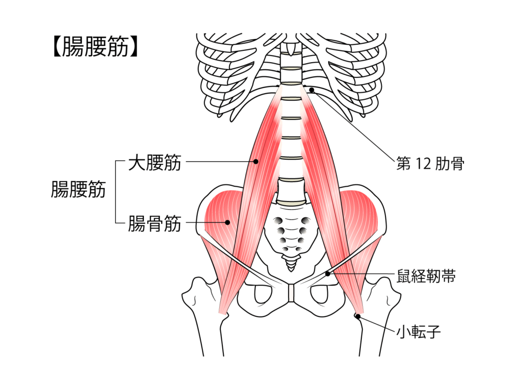 腸腰筋は大腰筋と小腰筋、腸骨筋の３つの筋肉からなり、股関節・骨盤・腰椎の位置関係・動きをコントロールしています。